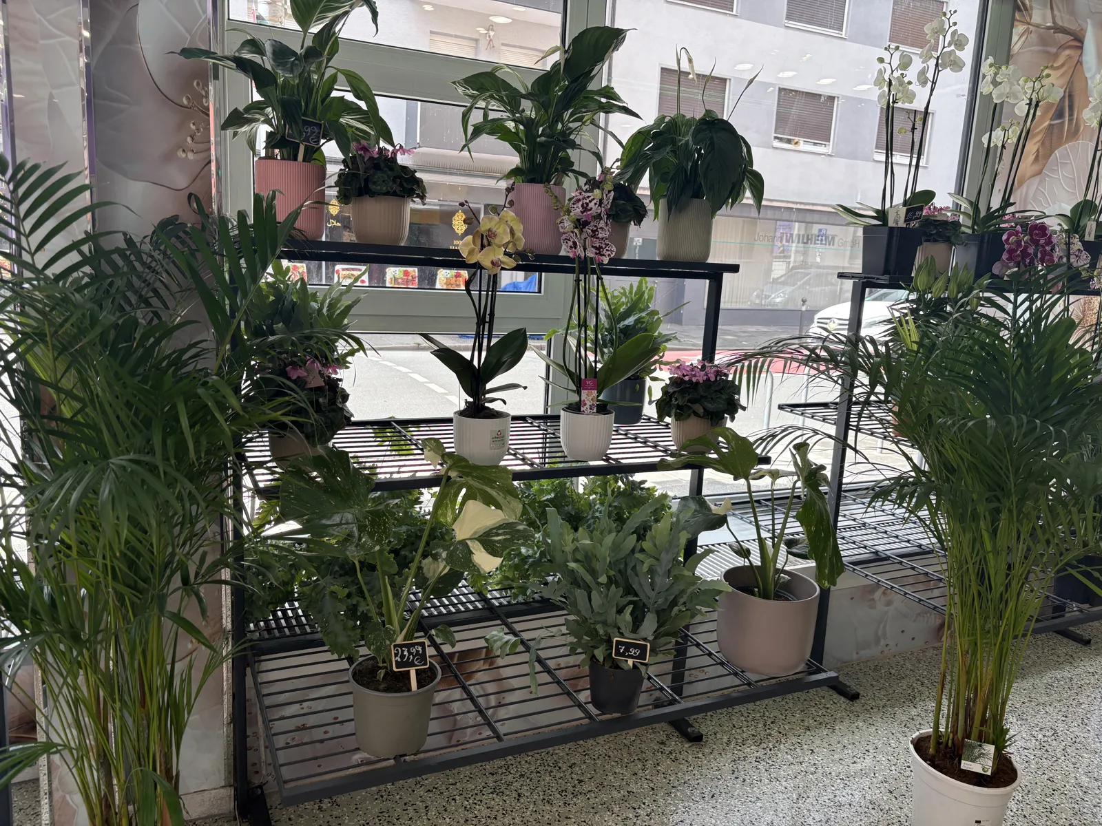 Pflanzenregal im Laden