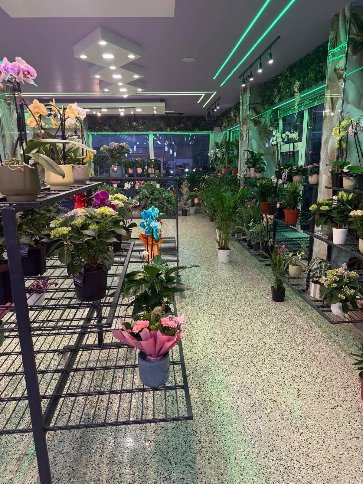 Blick durch den Laden mit Orchideen