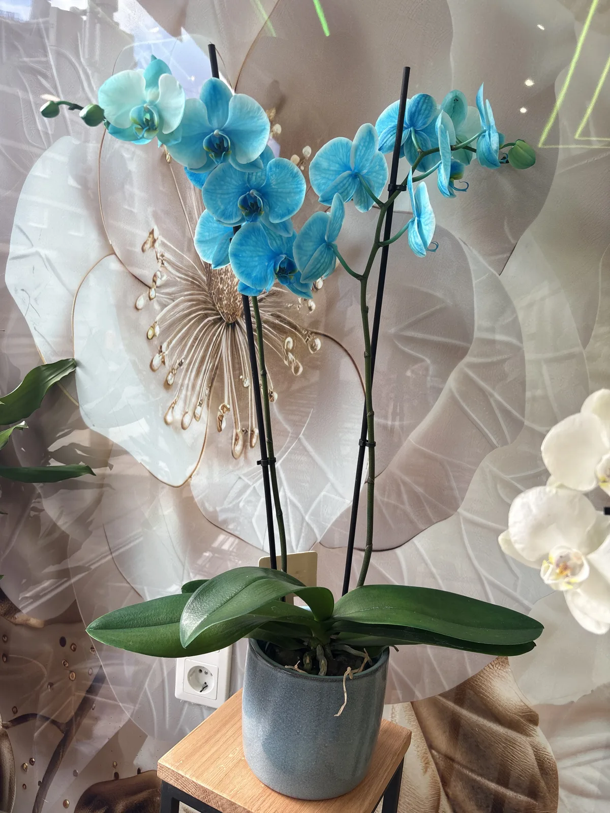 Blaue Orchidee vor dem Blumen-Wandbild