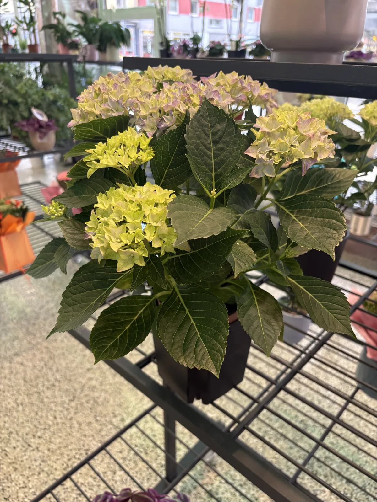 Hortensie im Topf auf dem Pflanzenregal