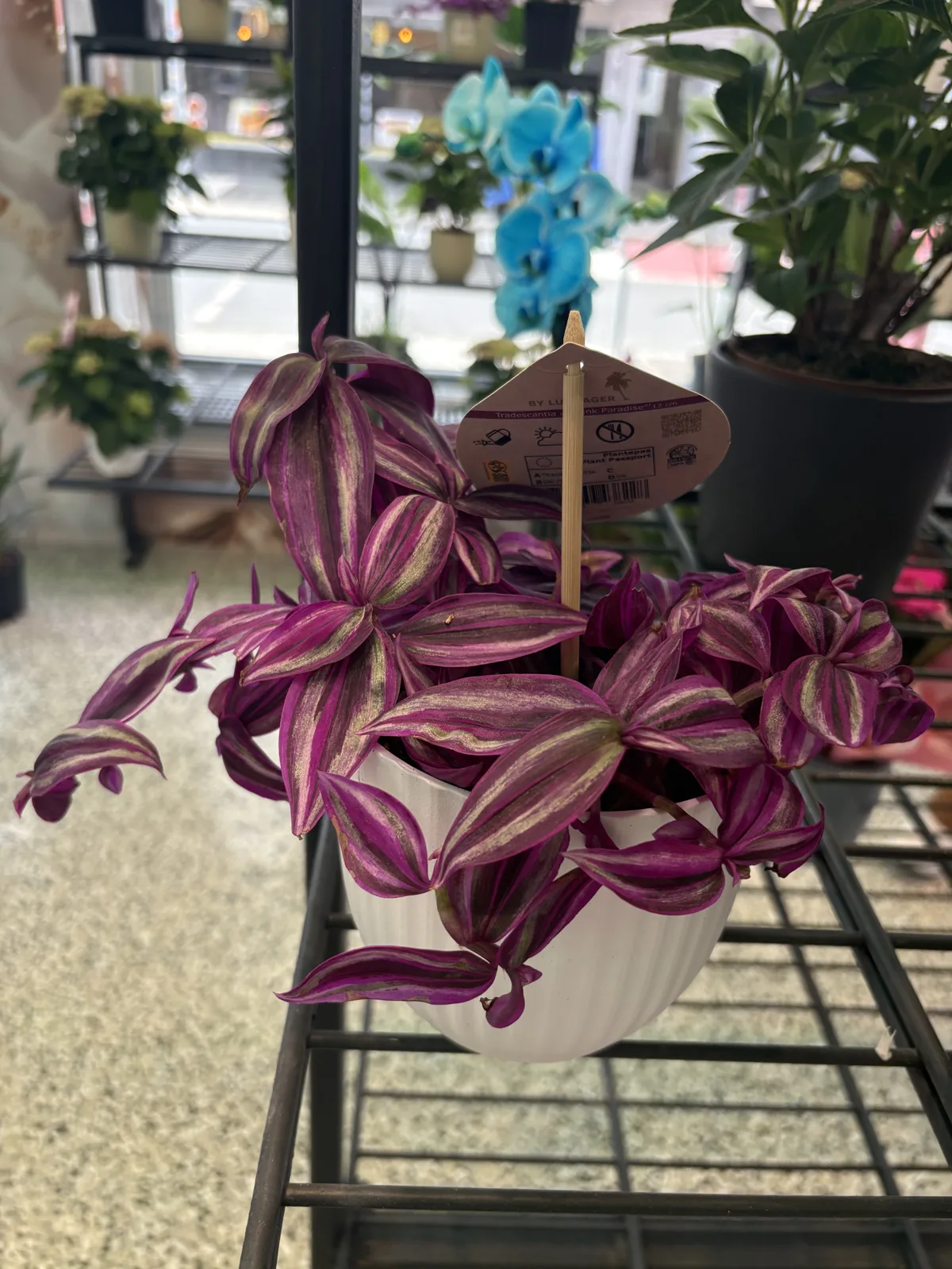 Tradescantia im weißen Topf auf dem Regal