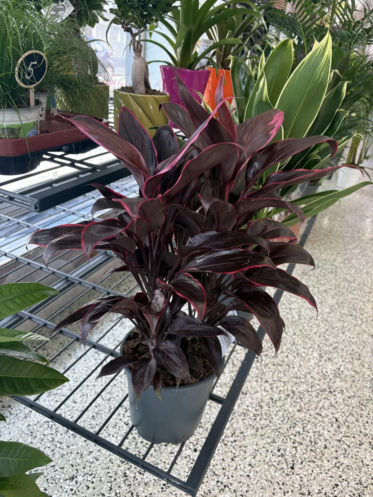 Cordyline mit dunkelroten Blättern