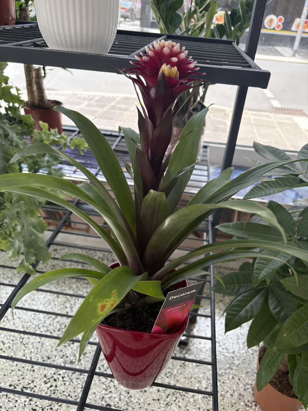 Bromelie mit roter Blüte