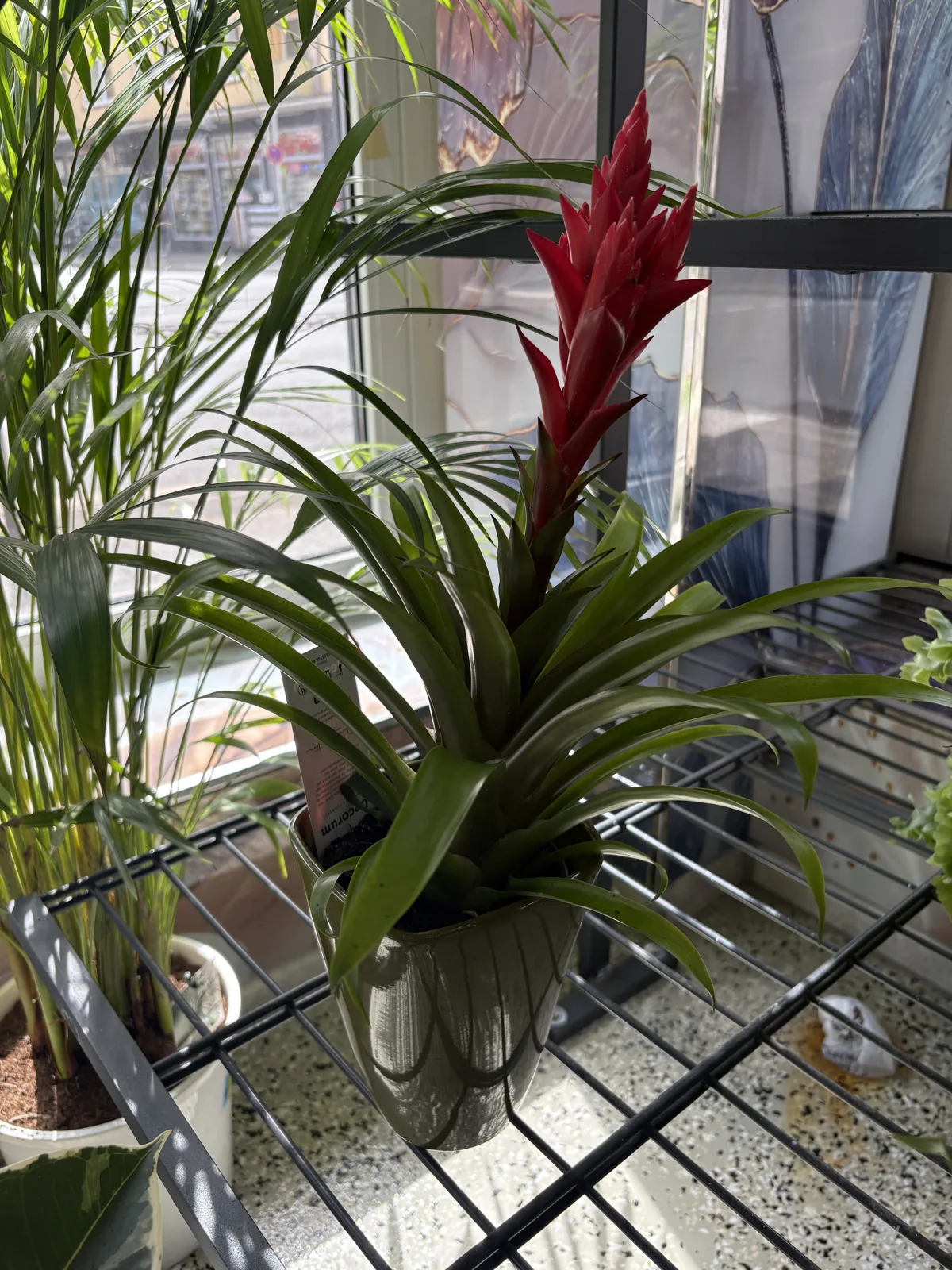 Rote Bromelie am Fensterplatz