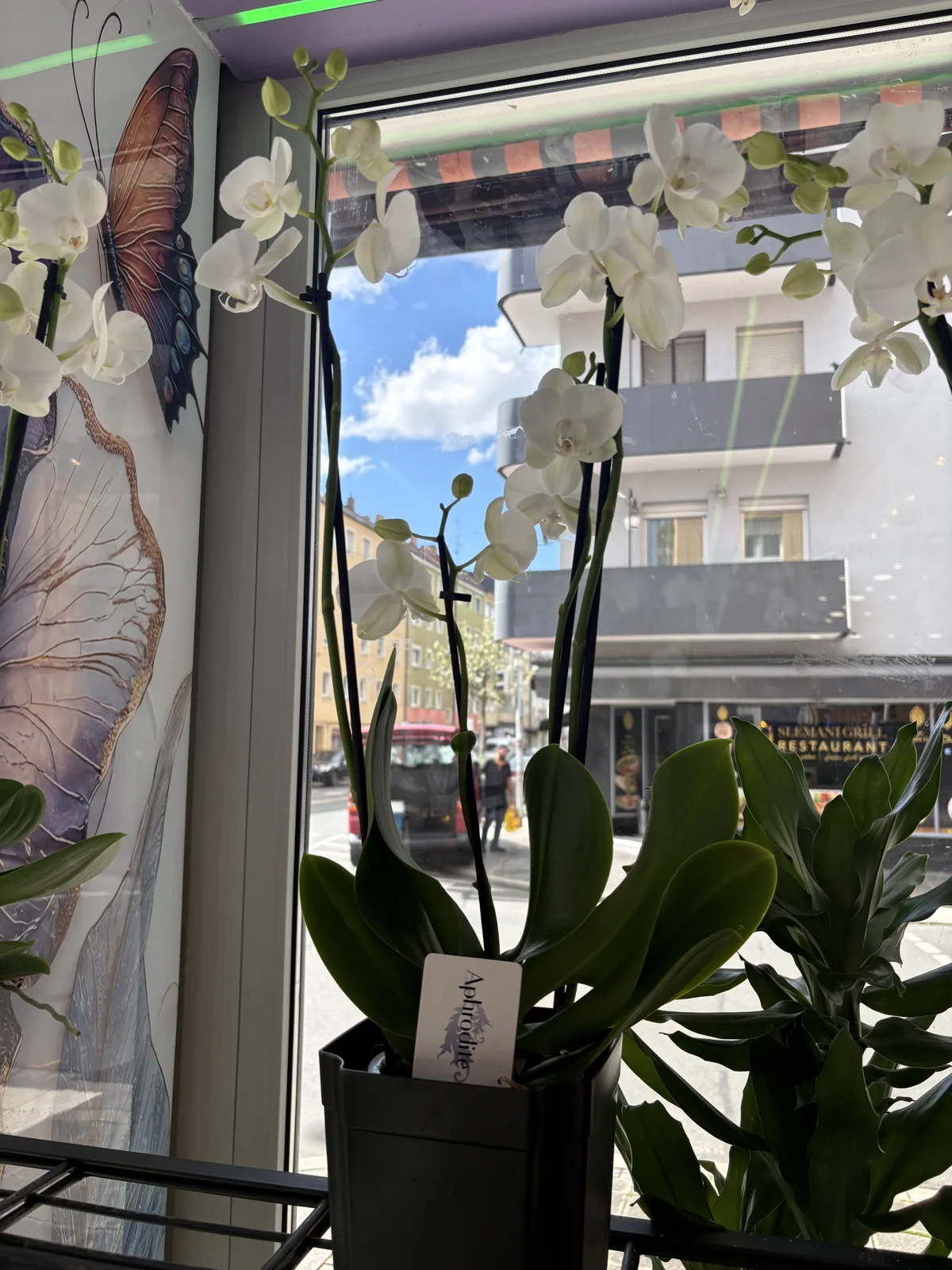 Weiße Orchideen im Schaufenster