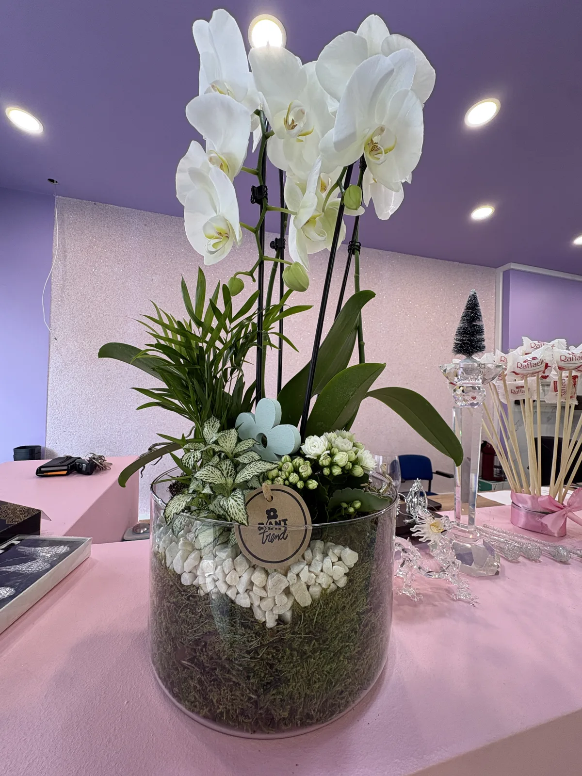 Weiße Orchidee im bepflanzten Glas