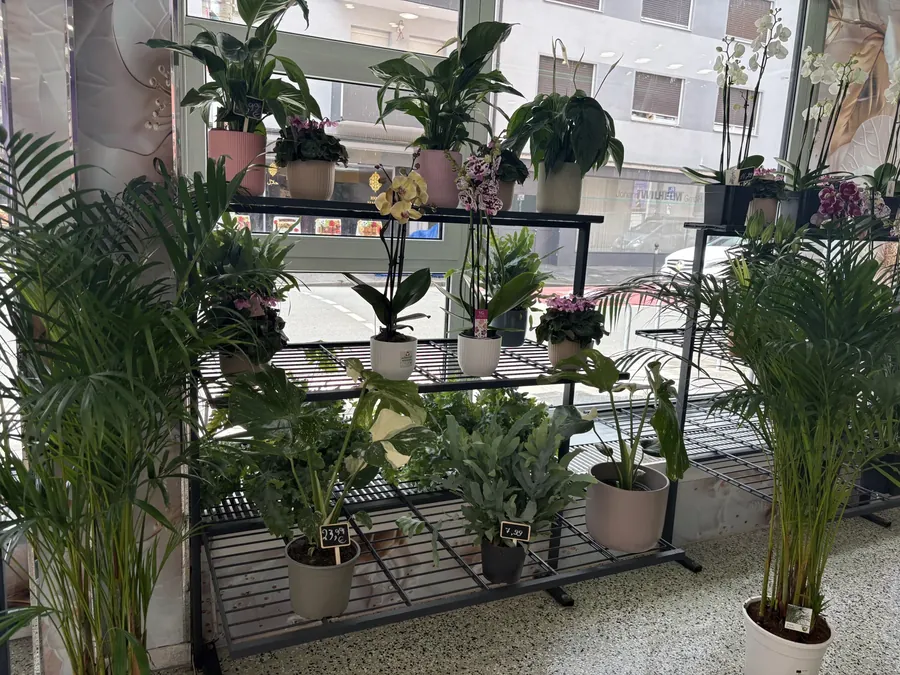 Pflanzenregal im Laden